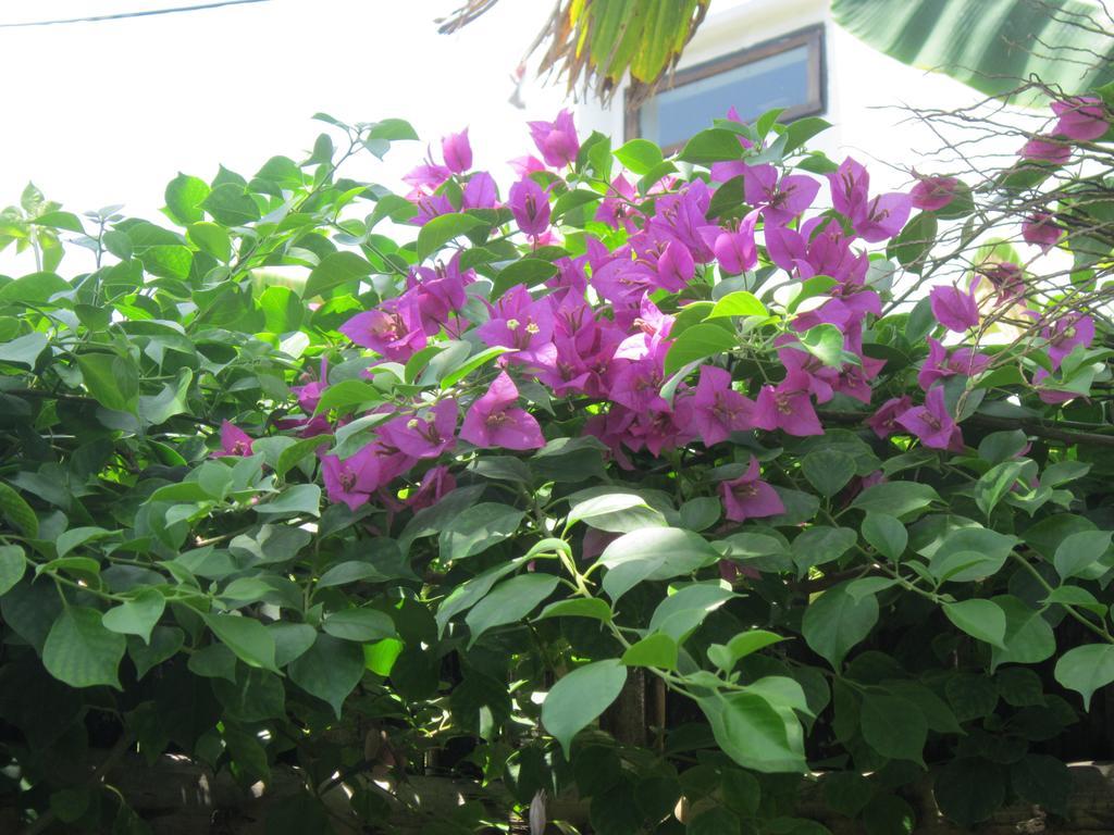 Local Beach Homestay Χόι Αν Εξωτερικό φωτογραφία